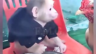 Baby Monkey Vs Hen