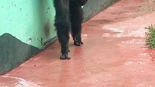 Gorilla Exercises Funny Video
