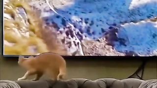 Cat Watching 3d Effect Screen Funny Video