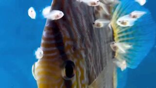 Baby Discus