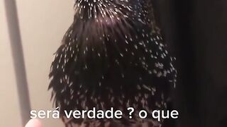 Pássaro imitador