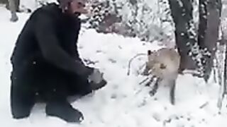 Fox eating meet .