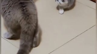 cat-is-funny-shorts-1920-ytshorts.savetube.me