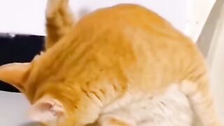 Vida de pets engraçado