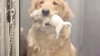 Dogs with a child