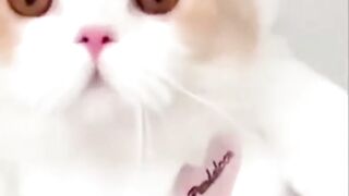 funny  vídeo