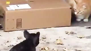 CACHORROS ENGRAÇADOS E FOFOS - DOG FUNNY