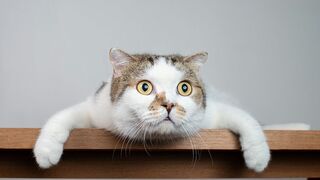 Cute and funny cats