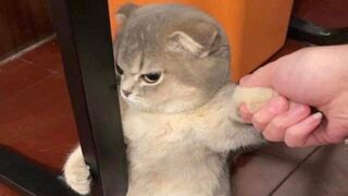 The funniest animals / Fun with animals 2022