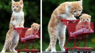 Cat breaks into mall belly rubs from security guard |#shorts
