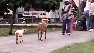 ensinamento animal