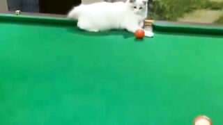 gatos campeã