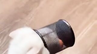 قط يلعب بالكورة بطريقة جميلة