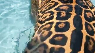 Cute Leopard