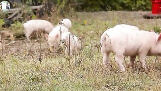 duck monkey rabbit snake cat pig