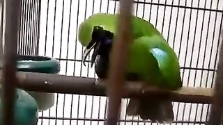 Canto pássaros