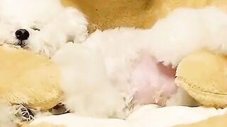 Cute Dog -Tik Tok