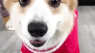 Christmas stylish dog