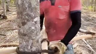 keren ide kreatif memanjat pohon pinang