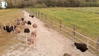 sheep, ostriches, little pigs, ducks