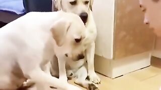 cachorros+engraçados+????????#funny+dog????????#shorts