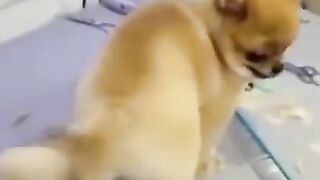 Funny+Dog+Videos+#shorts