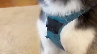 Funny+dog+video+#shorts