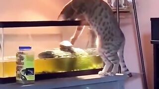 Compilation funniest cat videos 2023 part 3
