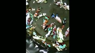 Koi Galaxy