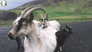 Learn to recognize the animals you see