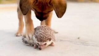 funny+dog)