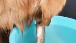 Baby+Dogs+++Cute+and+Funny+Dog+Videos+????+Cat+and+Dog