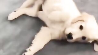 Funny+Dog+Videos+-+Cute+Puppy+Compilation+47+#