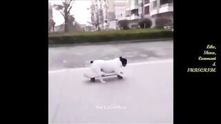 funny+dog+shorts+#)