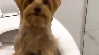 Dog+Guilty+For+Farting+_+Funny+Dogs