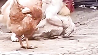 Animals