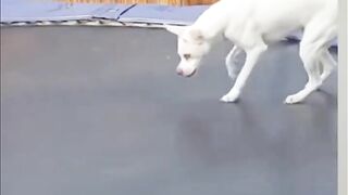 Funny+Dog+Videos+Part