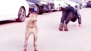 funny+dog