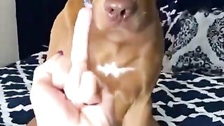 Funny+Dog+Videos+_+Shot+on+iPhone+_+#0133+