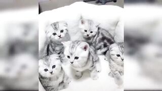 Baby Cats - Cute and Funny Cat Videos Compilation #61 _ Aww Animals.mp4