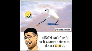 Funny memes funny video