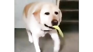 Funny+dogs#shorts+_+Dog+dancing