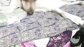 FUNNY+DOG+VIDEOS_+Cute+Funny+Dogs
