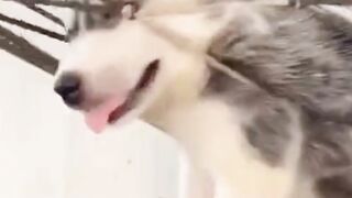 Ultimate+Baby+Dogs+-+Cute+And+Funny+Dog+Videos.