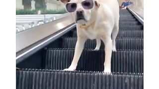 Super+Funny+Dog+Videos+From+Tiktok!+#60+????