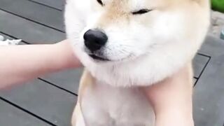 funny+dog+videos+_+cute+dog+videos+_+cute+animals+_+funny+dogs
