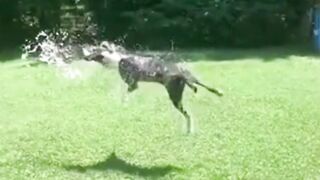 AMAZING+FUNNY+DOG