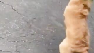 super+funny+dog