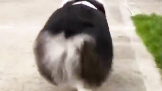 Funny+????????+and+cute+dog+????#dog