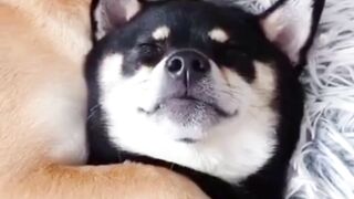 cute+dog+????????+funny+moment+????????????#viral+Pets